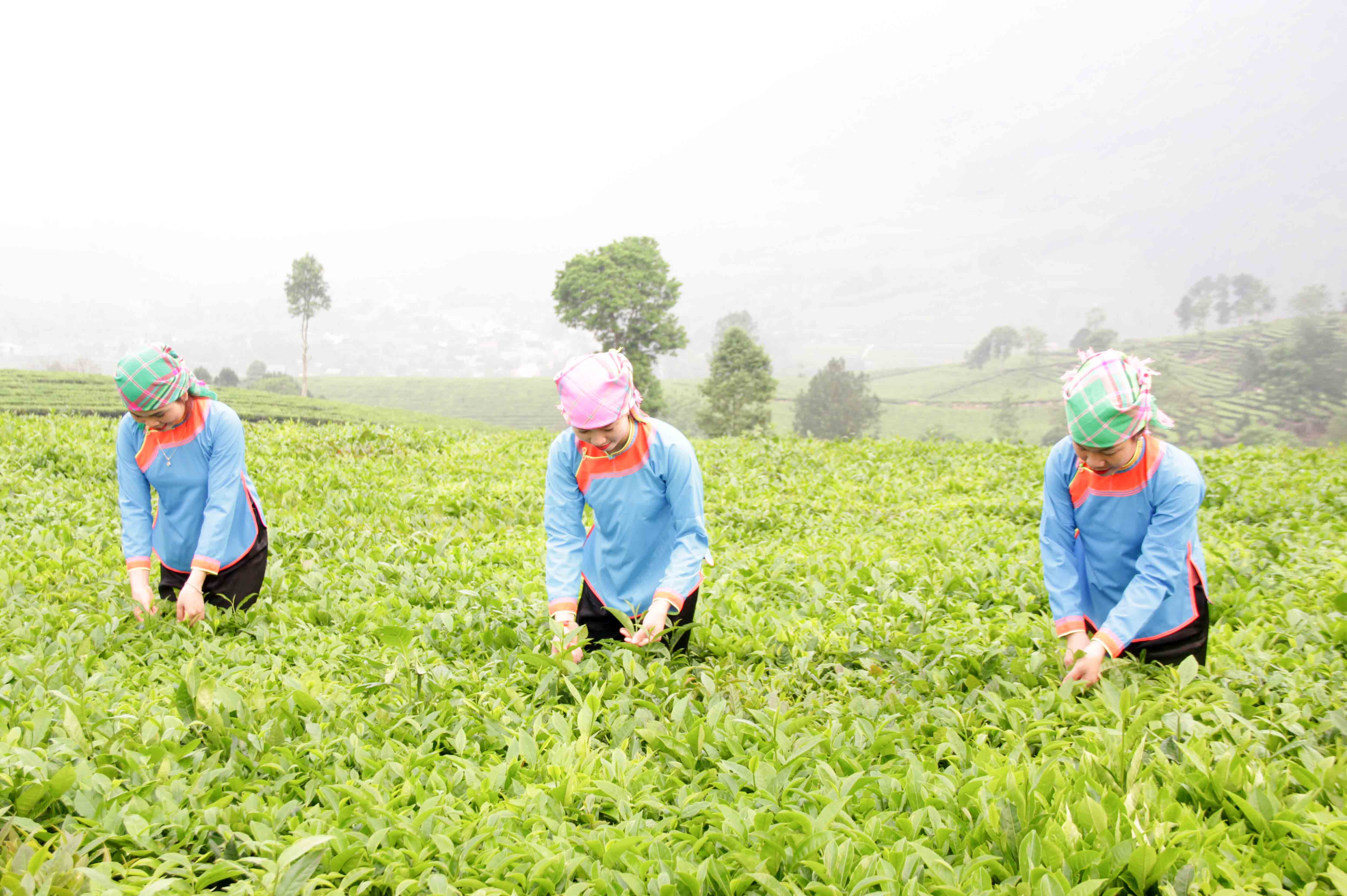 Người dân vùng đồng bào dân tộc thiểu số trên địa bàn huyện Tân Uyên tích cực chăm sóc, thu hái chè để nâng cao thu nhập.